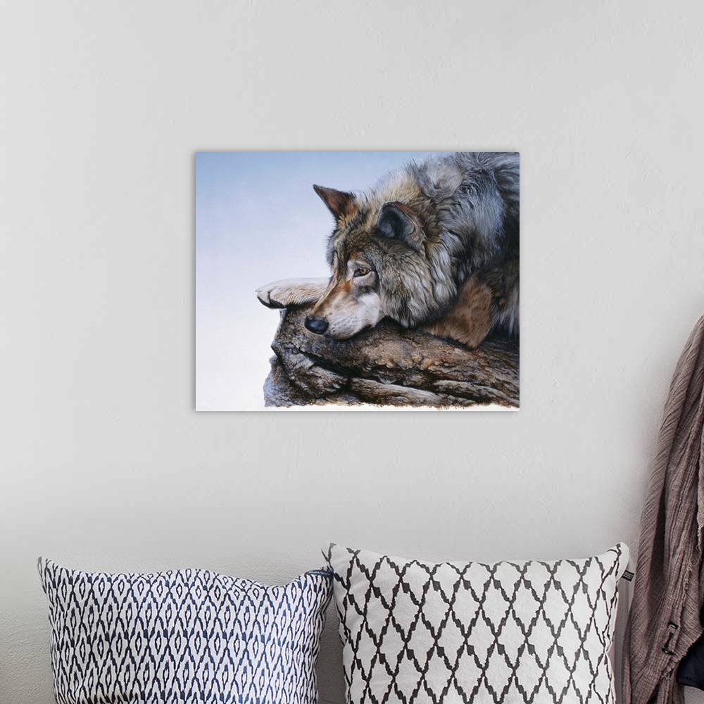A bohemian room featuring A wolf lies down to rest on a rock.