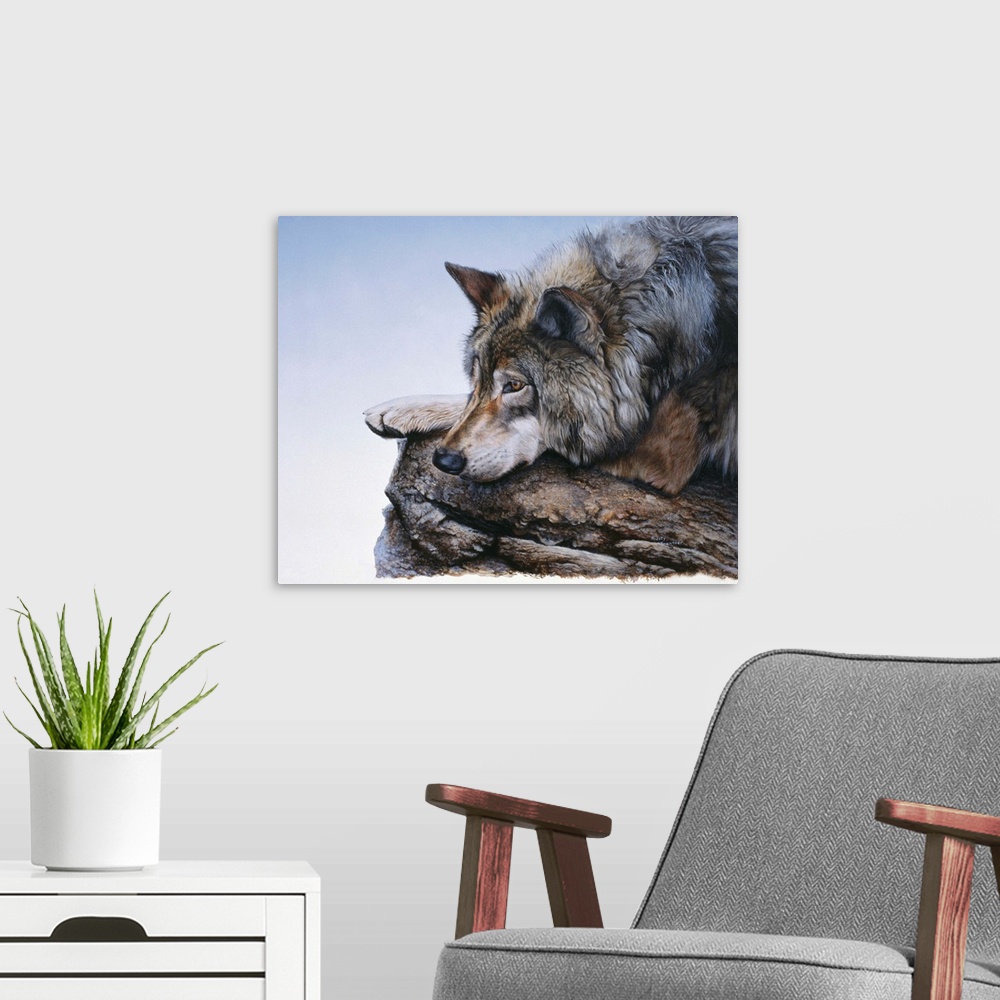 A modern room featuring A wolf lies down to rest on a rock.