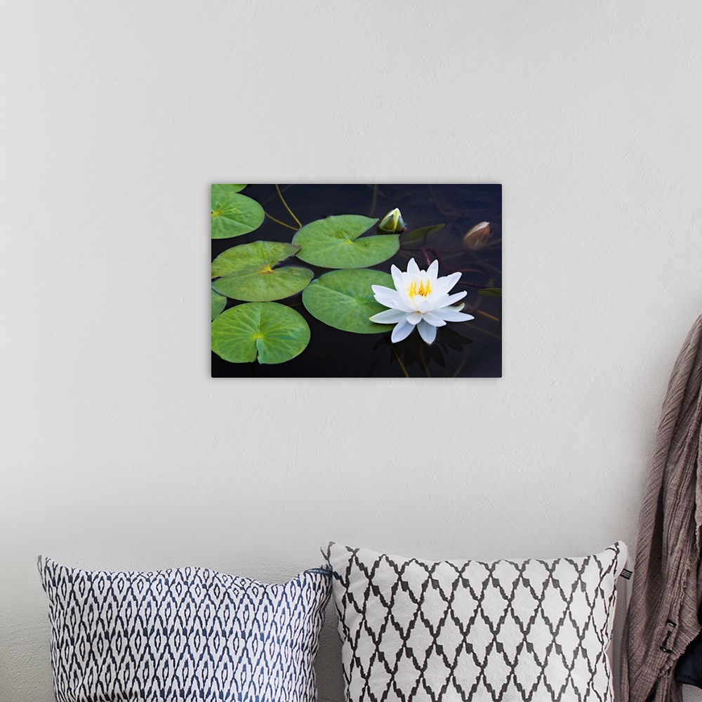 A bohemian room featuring Photograph of a single white lotus flower floating with lily pads in a pond.