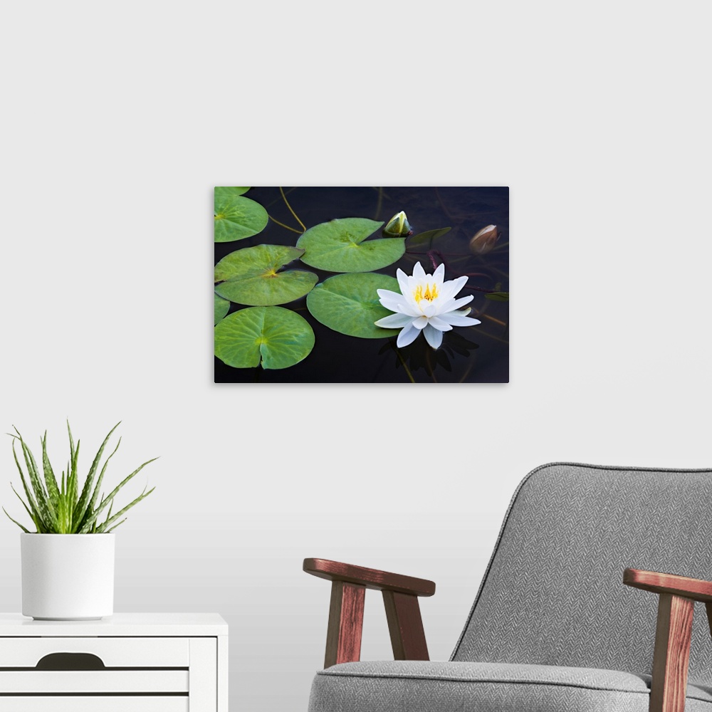 A modern room featuring Photograph of a single white lotus flower floating with lily pads in a pond.