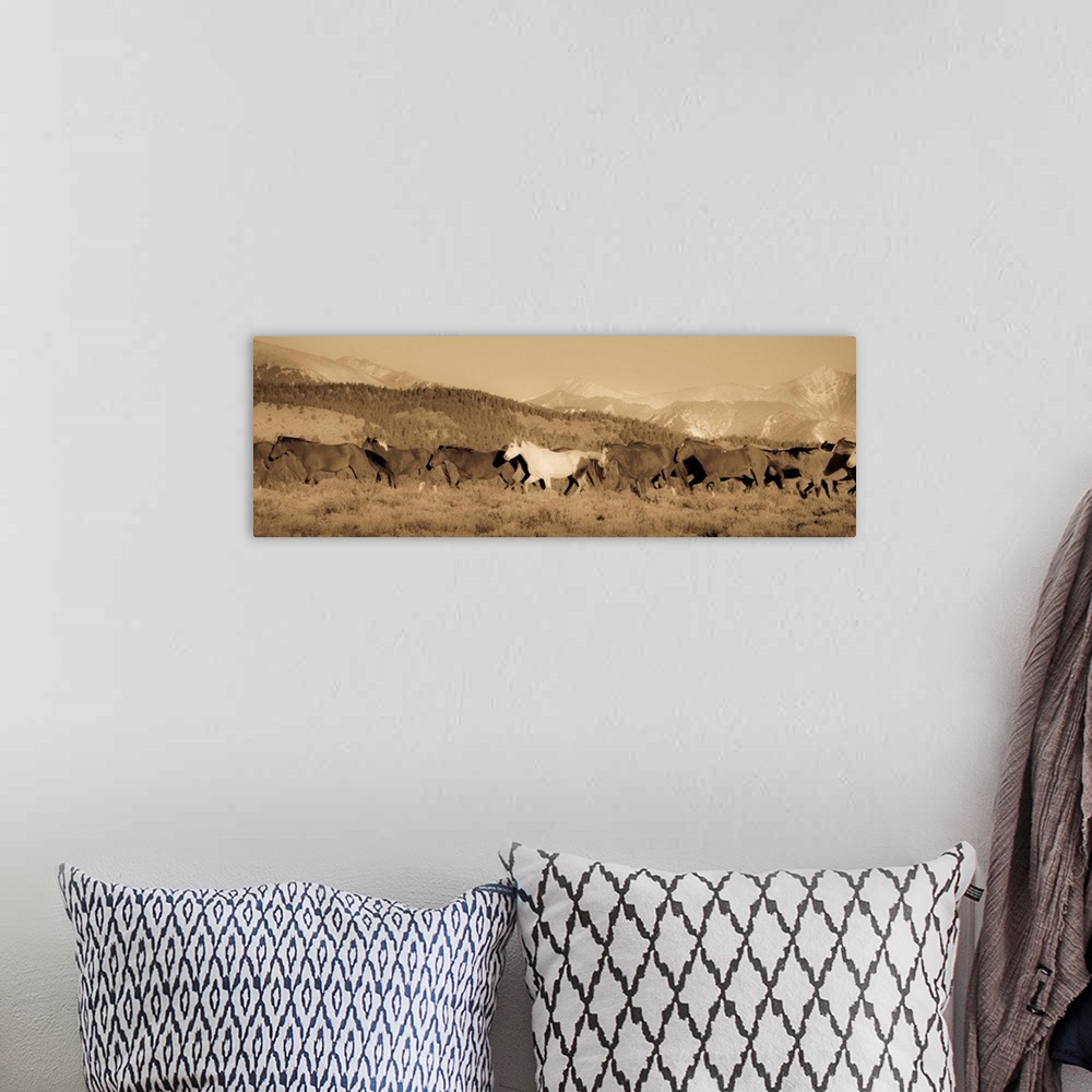 A bohemian room featuring Wild white horse amongst roans