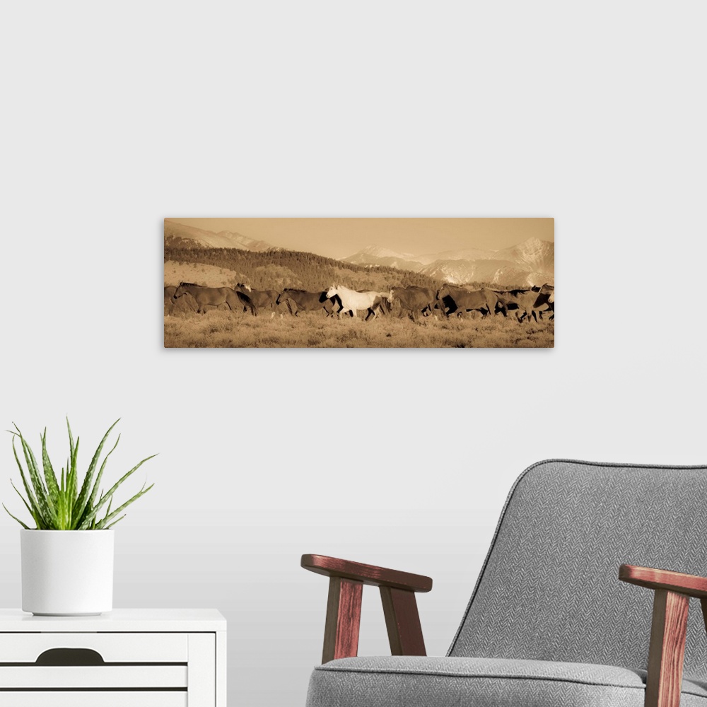 A modern room featuring Wild white horse amongst roans