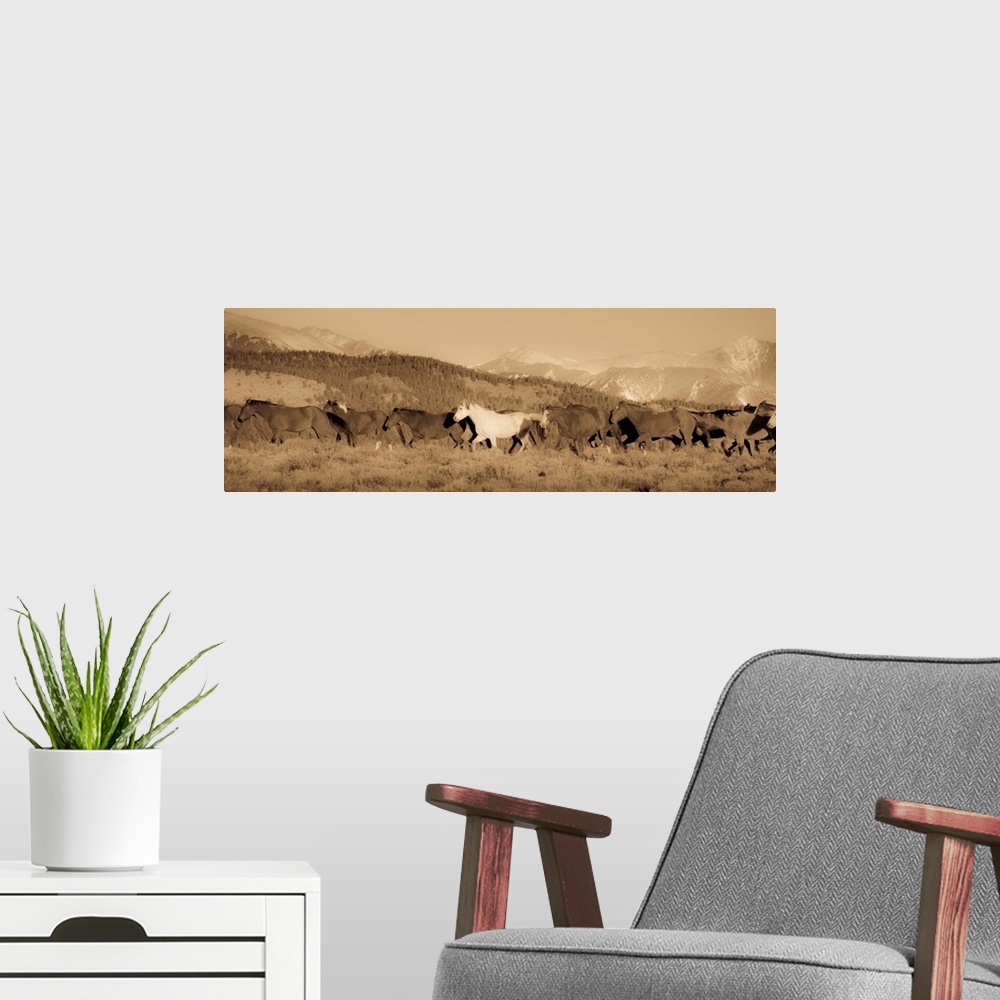 A modern room featuring Wild white horse amongst roans