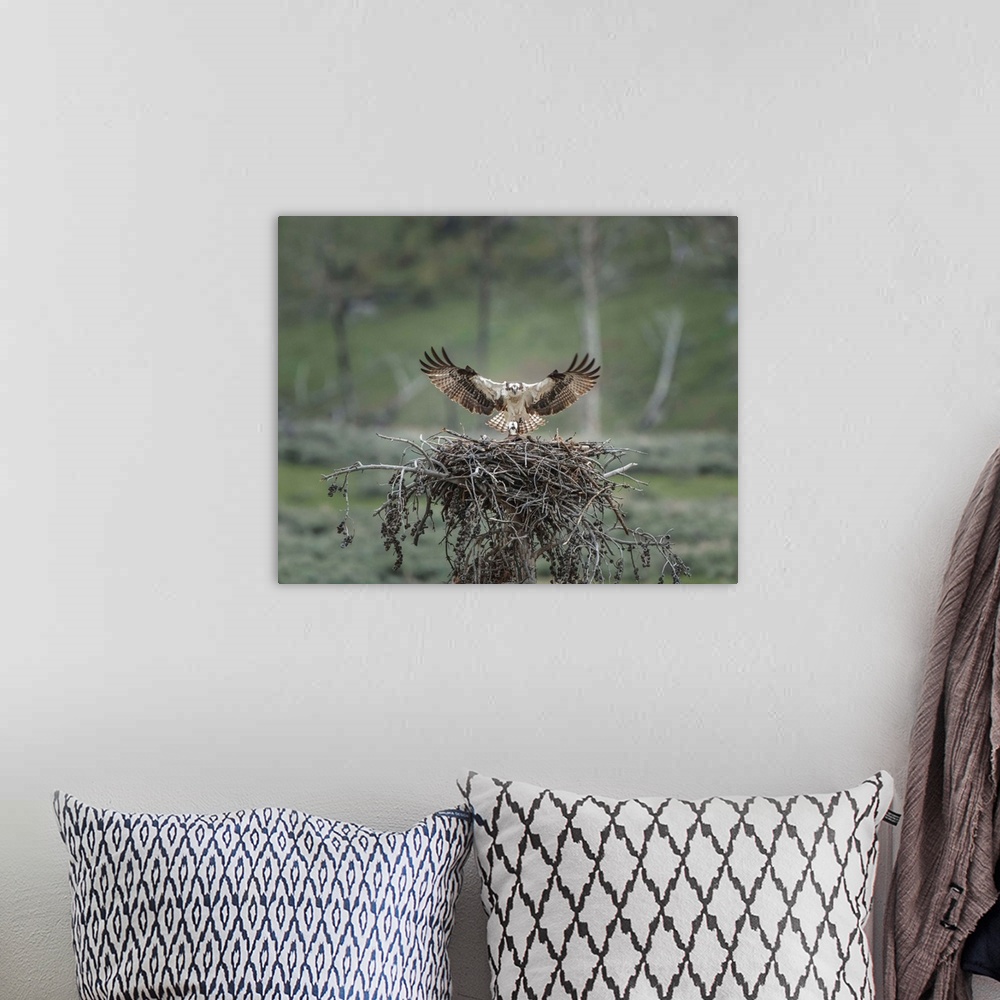 A bohemian room featuring Photograph of an osprey making a landing to its nest where its chick waits eagerly for food.