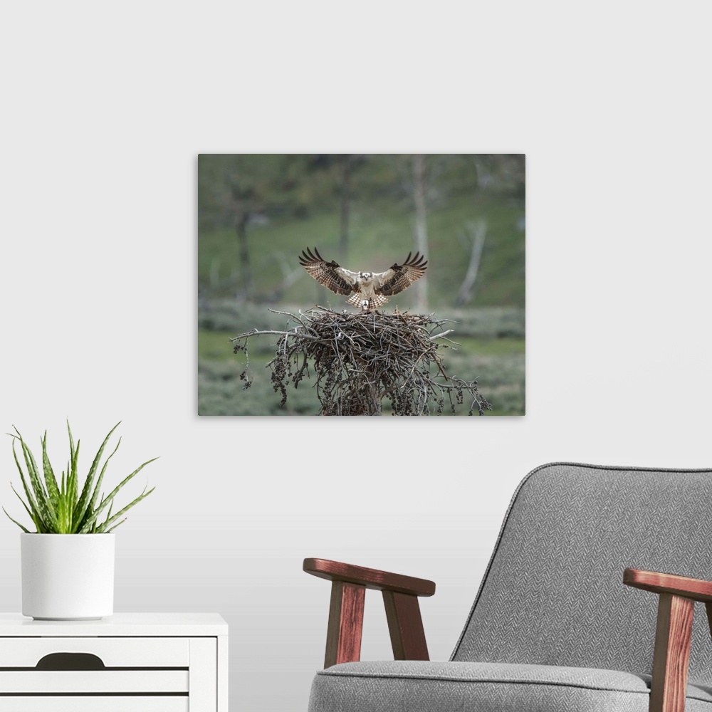 A modern room featuring Photograph of an osprey making a landing to its nest where its chick waits eagerly for food.