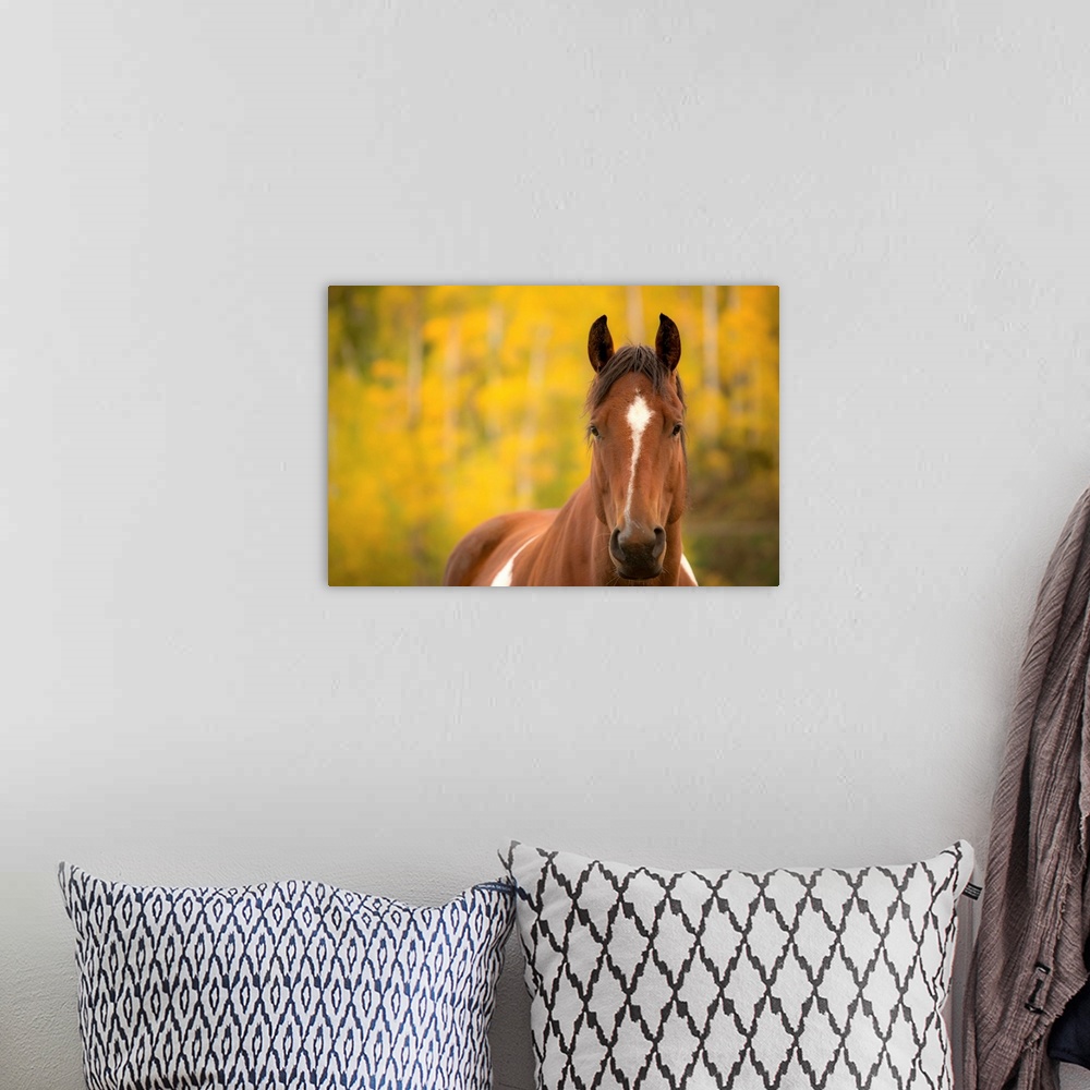 A bohemian room featuring Wildlife portrait of a brown horse with white markings with a yellow and green Autumn background.