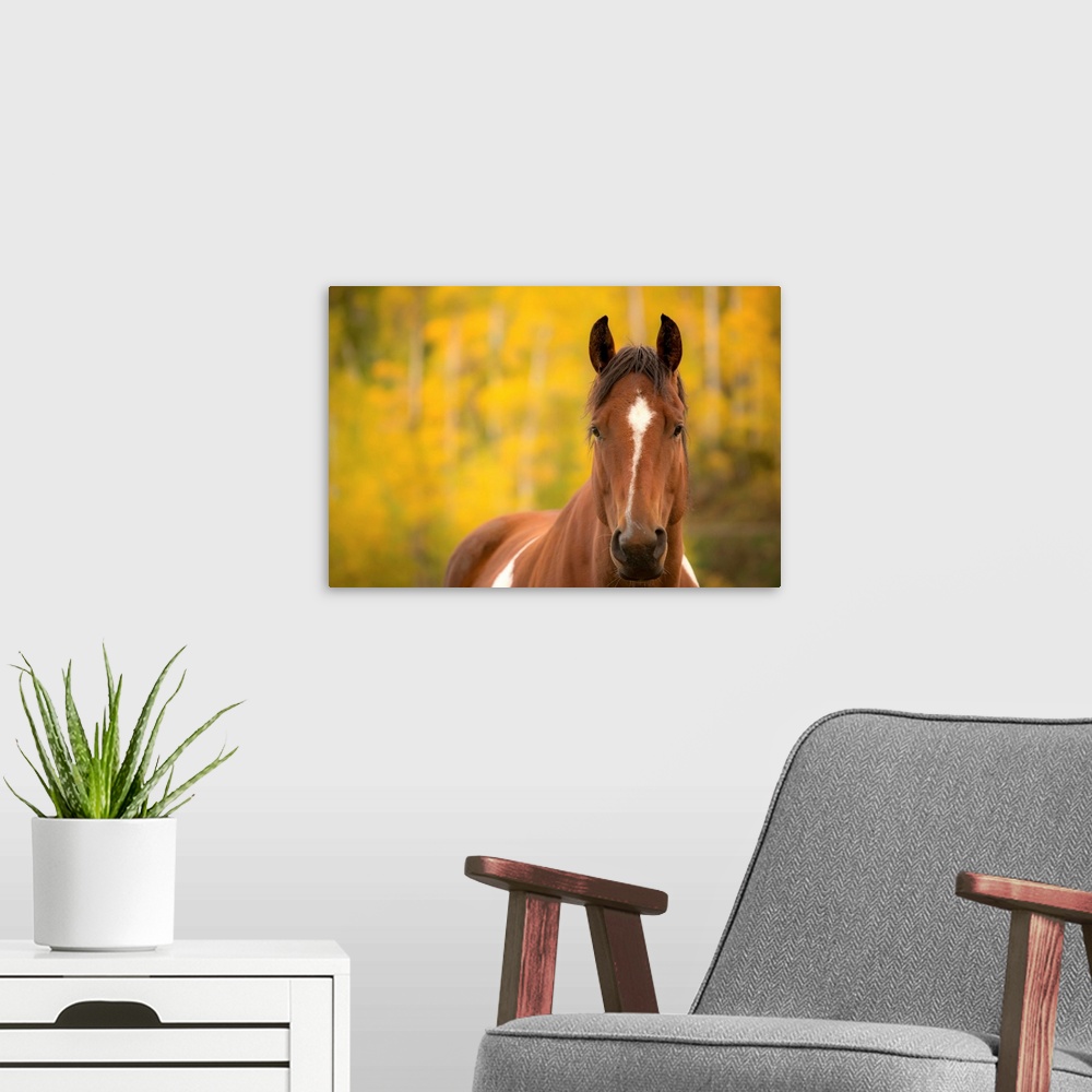 A modern room featuring Wildlife portrait of a brown horse with white markings with a yellow and green Autumn background.