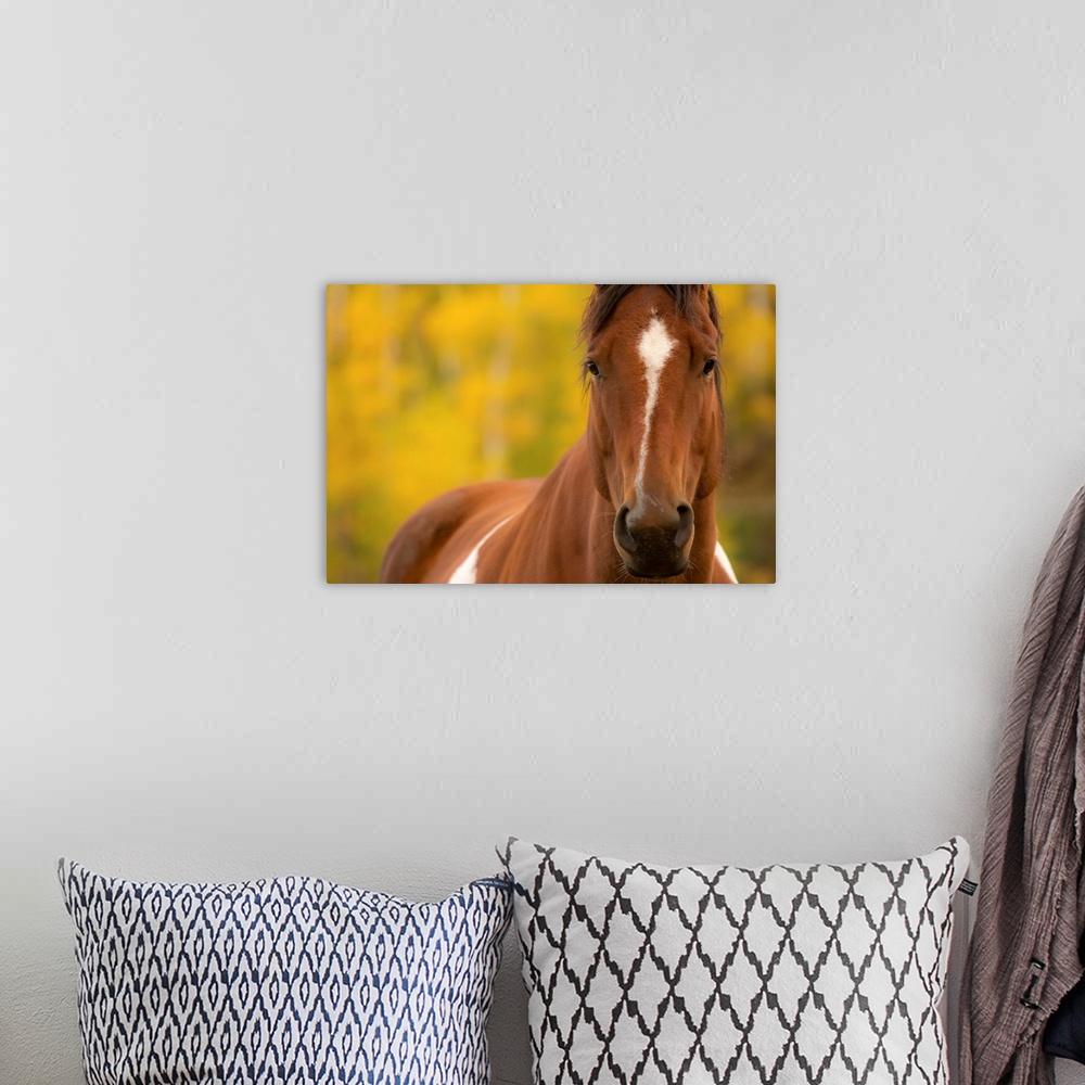 A bohemian room featuring Portrait of a brown and white horse with a shallow depth of field and a yellow and green background.