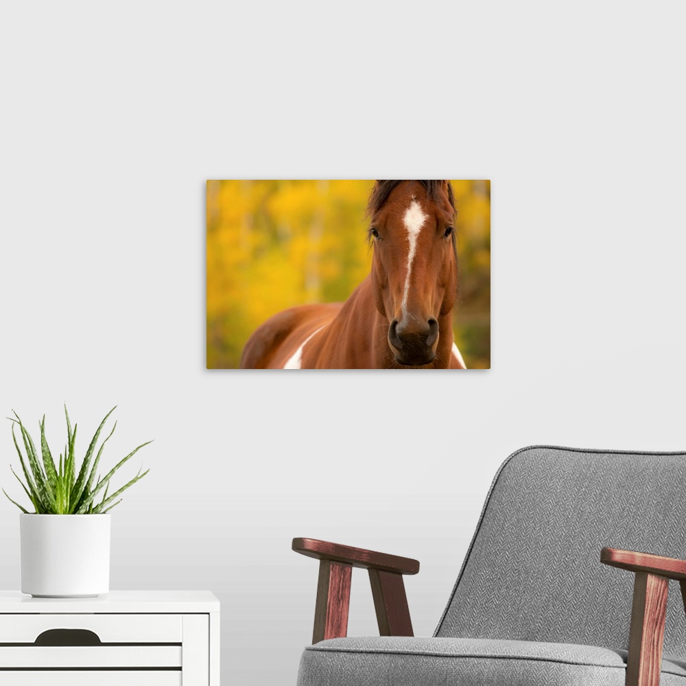 A modern room featuring Portrait of a brown and white horse with a shallow depth of field and a yellow and green background.