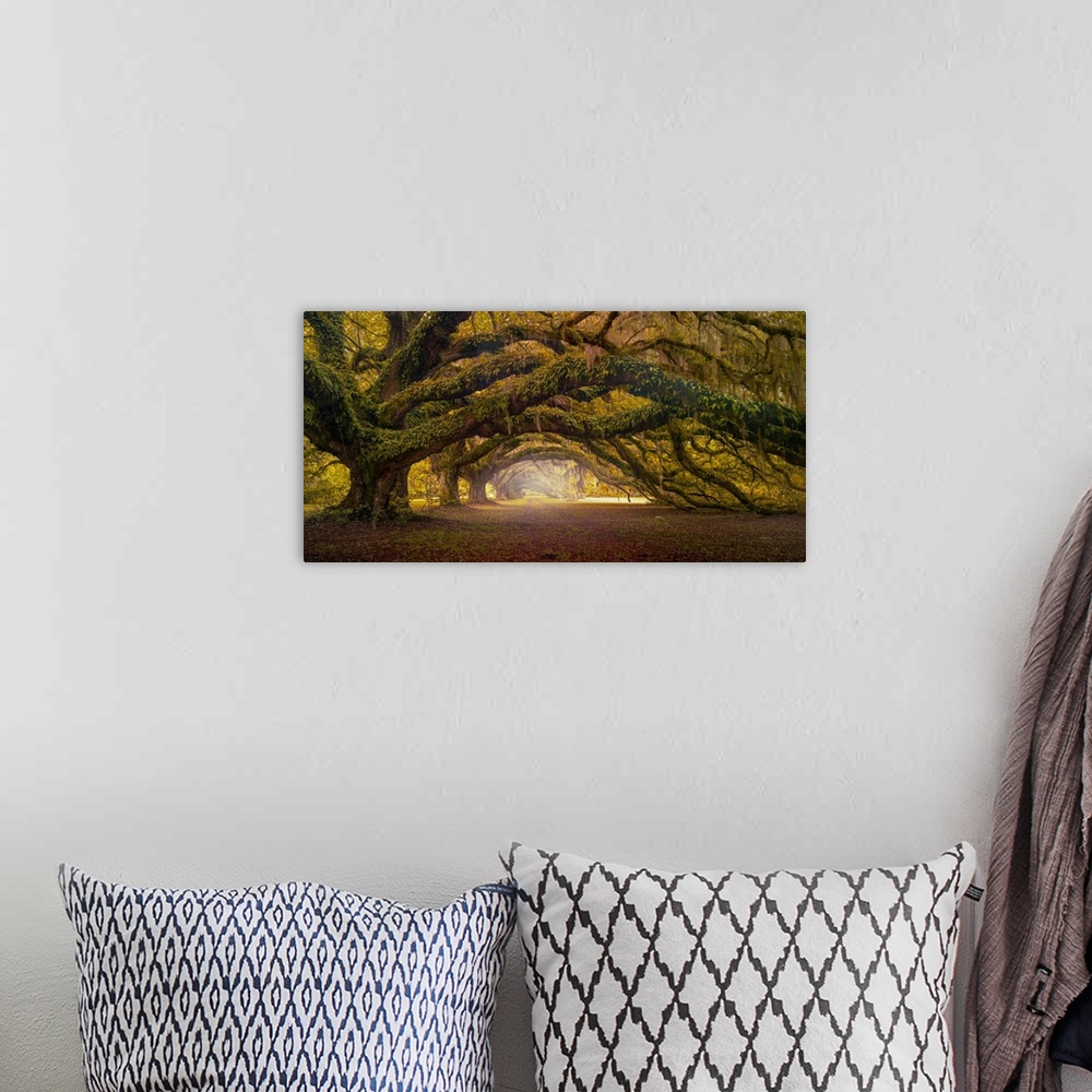 A bohemian room featuring Fine art photograph of spanish moss dripping from the branches of a mature live oak tree