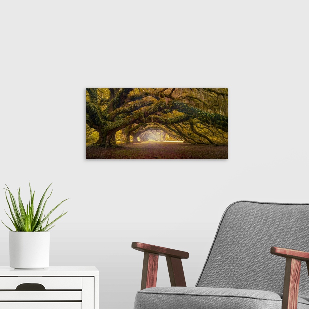A modern room featuring Fine art photograph of spanish moss dripping from the branches of a mature live oak tree