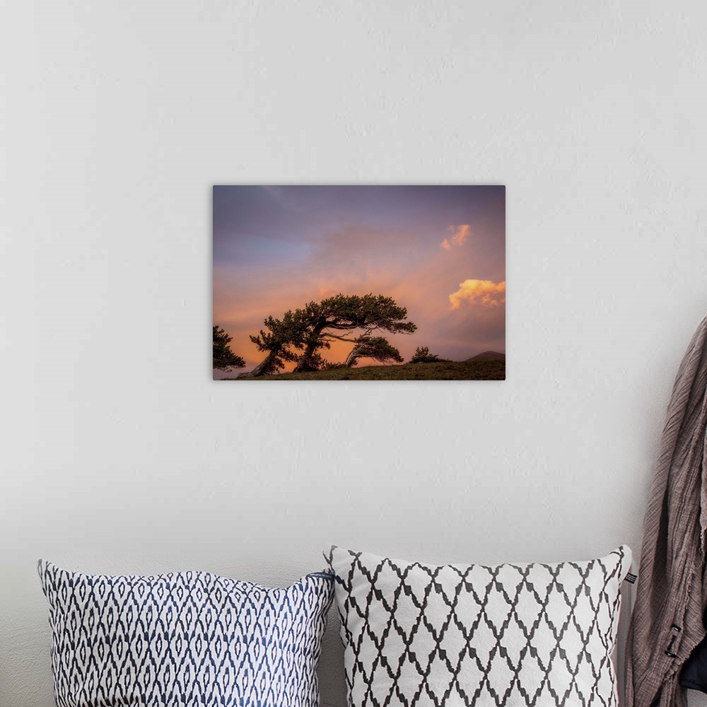 A bohemian room featuring A photograph of a silhouetted tree under a purple and pink sky.