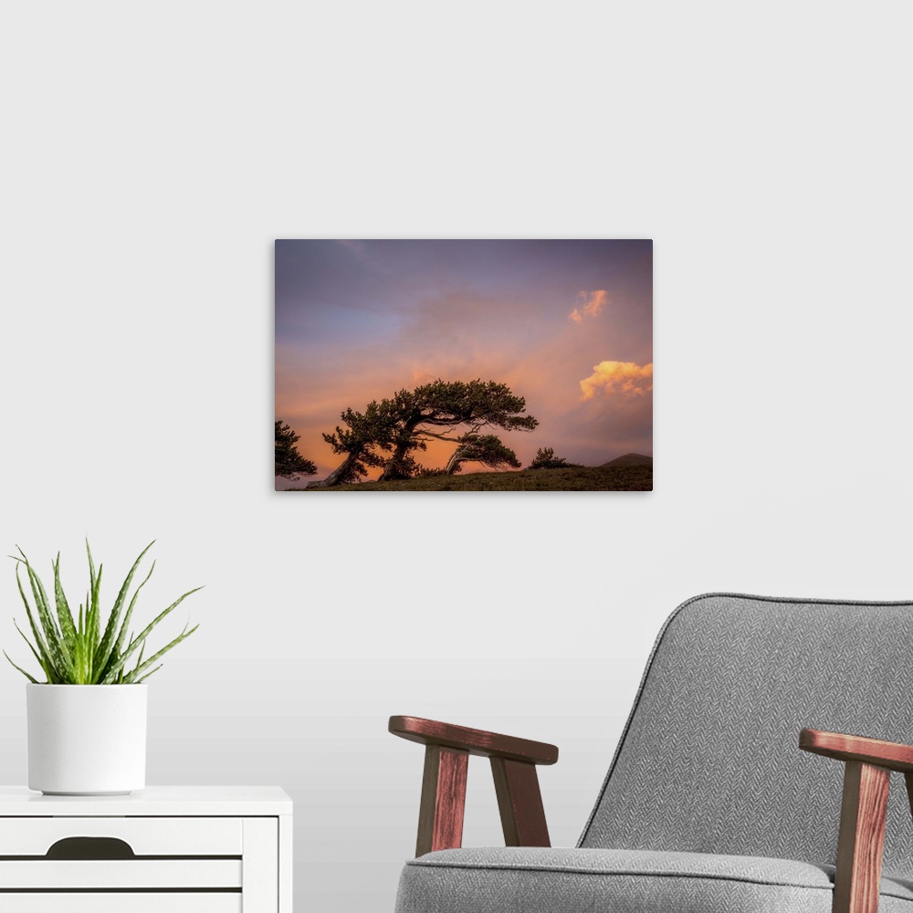 A modern room featuring A photograph of a silhouetted tree under a purple and pink sky.