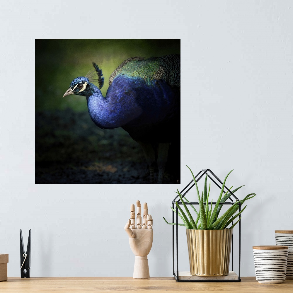 A bohemian room featuring Fine art photo of a brightly peacock emerging form the shadows.