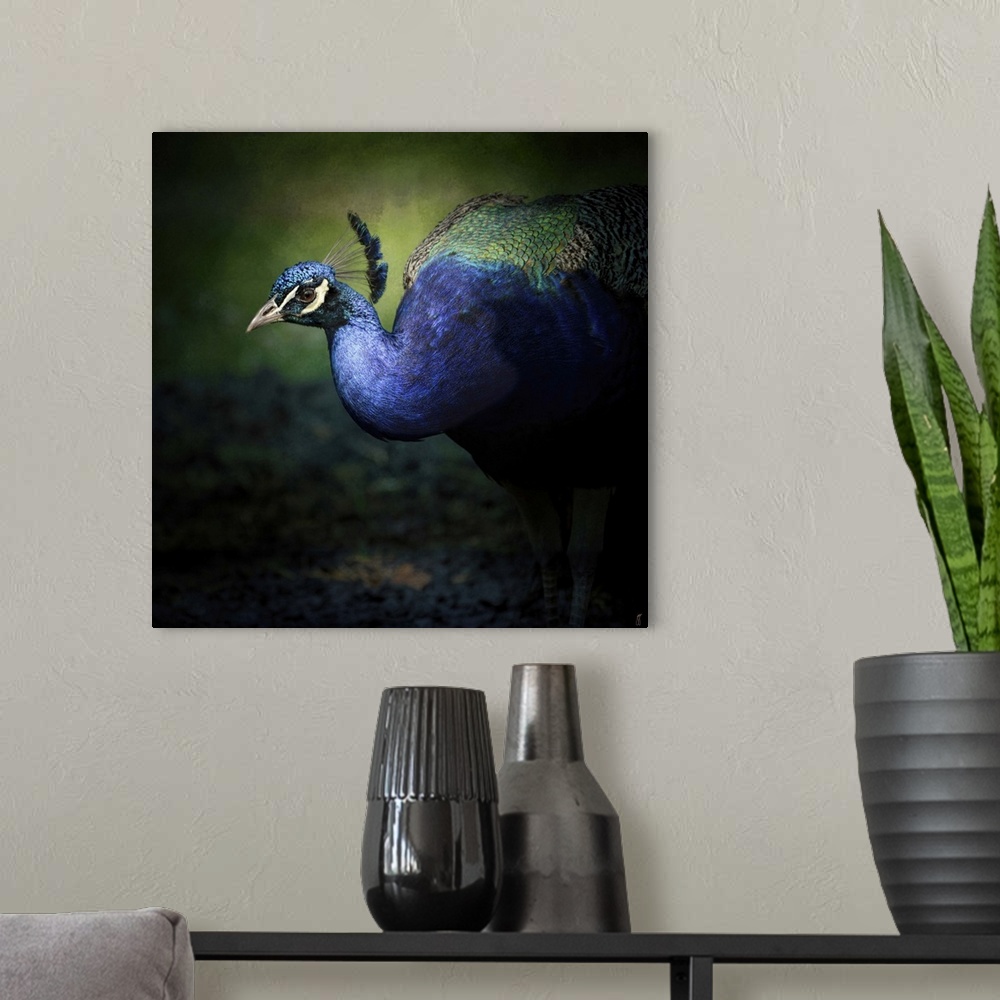 A modern room featuring Fine art photo of a brightly peacock emerging form the shadows.
