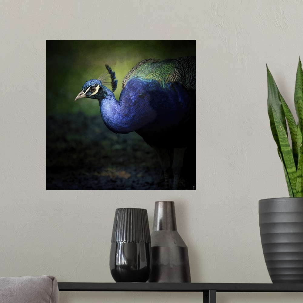 A modern room featuring Fine art photo of a brightly peacock emerging form the shadows.
