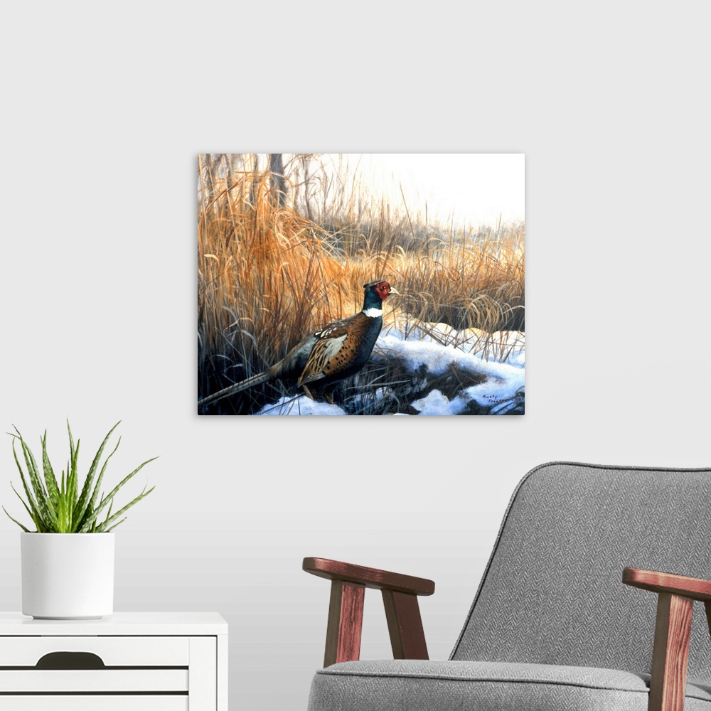 A modern room featuring A pheasant emerges from a grassy area onto a field.