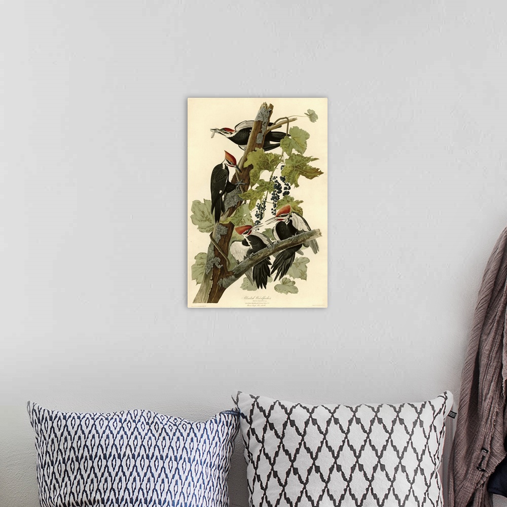 A bohemian room featuring Audubon Birds, Pileated Woodpecker