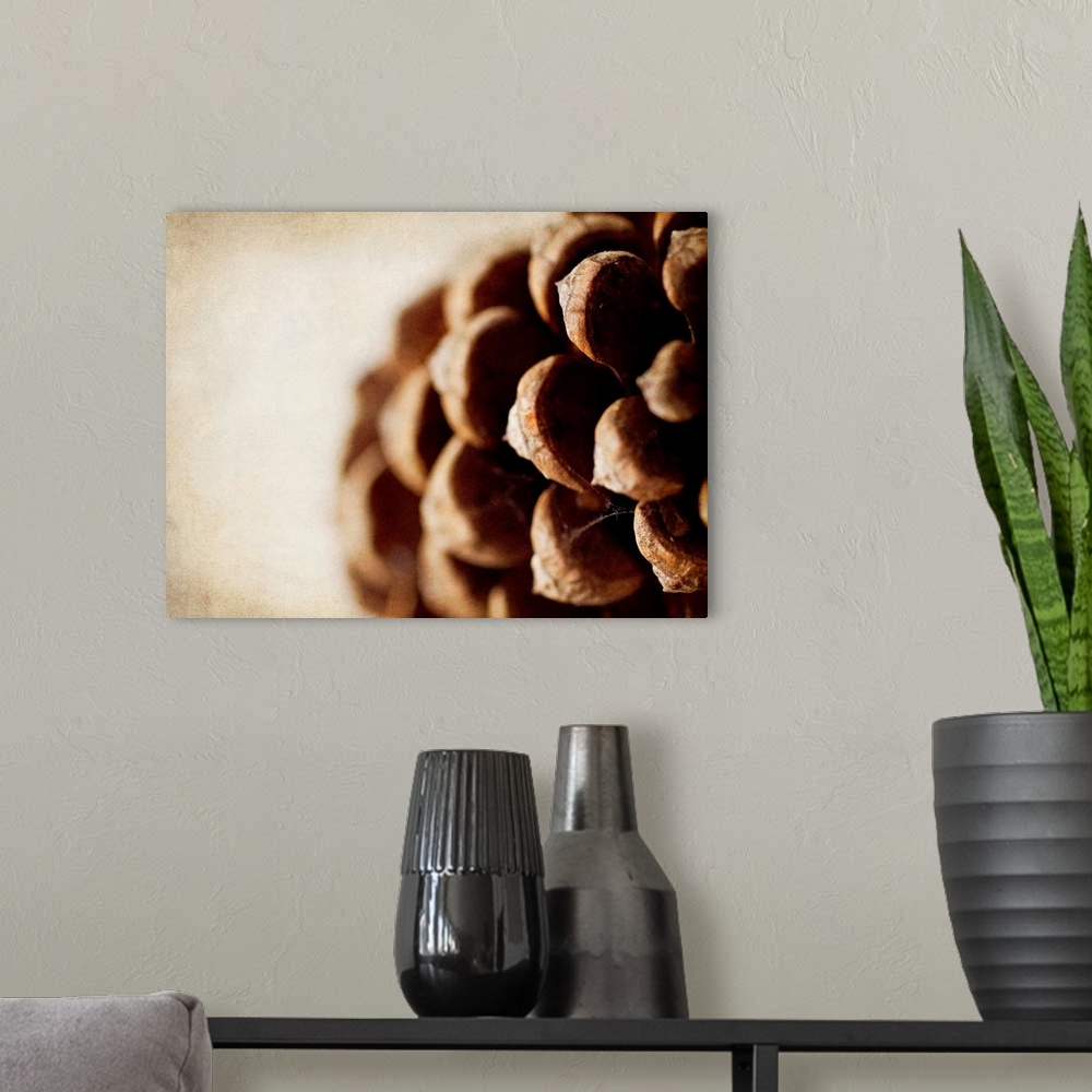 A modern room featuring Photograph of an extreme close-up of a pine cone.