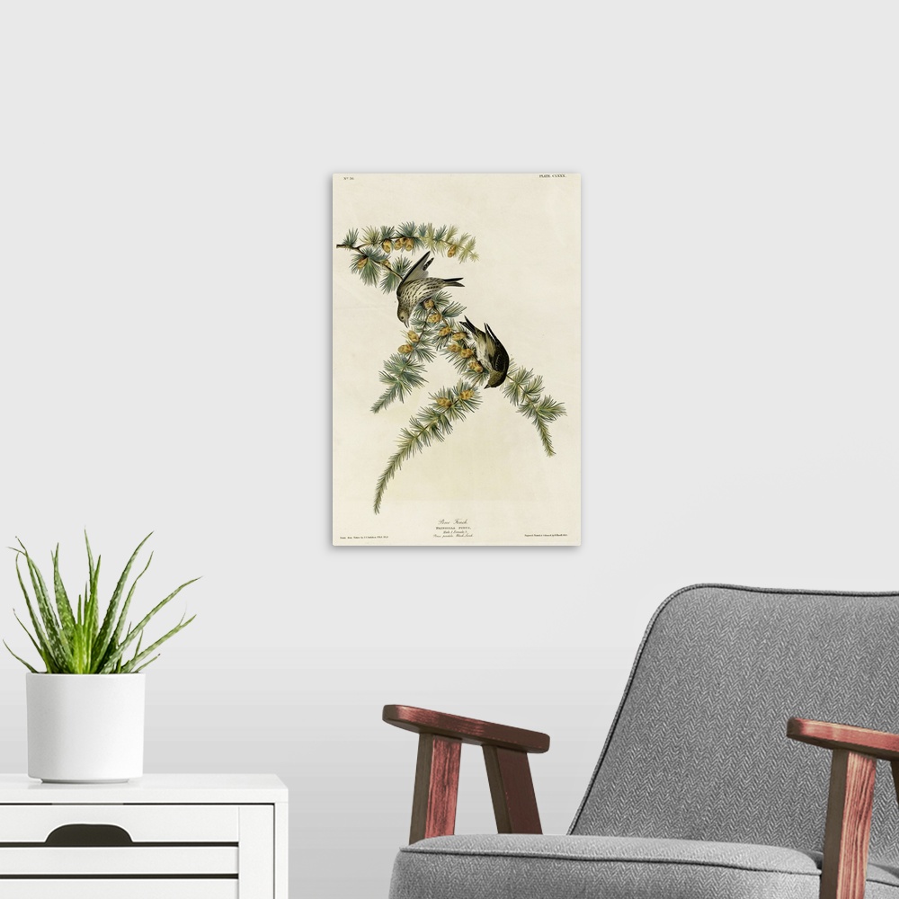 A modern room featuring Audubon Birds, Pine Finch