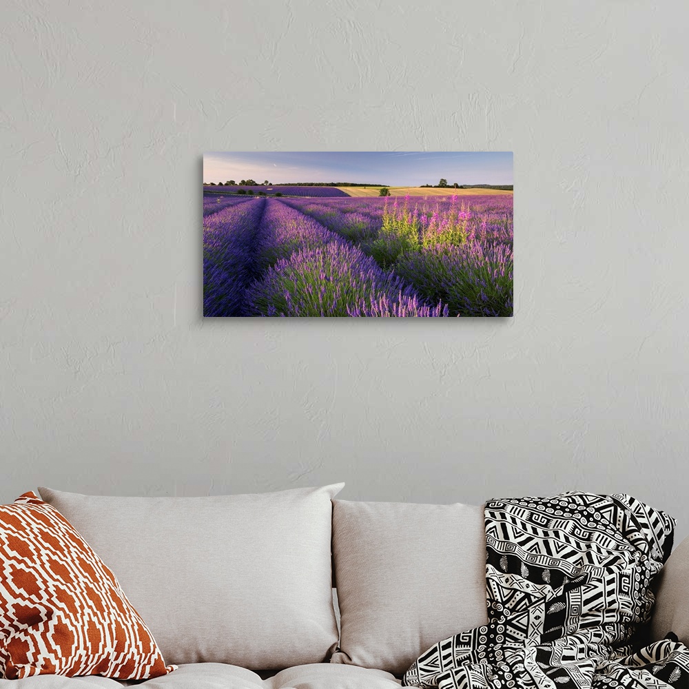A bohemian room featuring Bright purple lavender fields in warm sunlight.