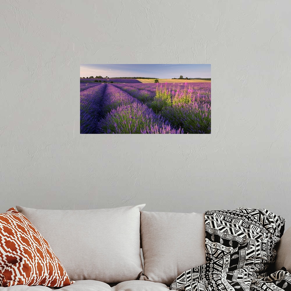 A bohemian room featuring Bright purple lavender fields in warm sunlight.