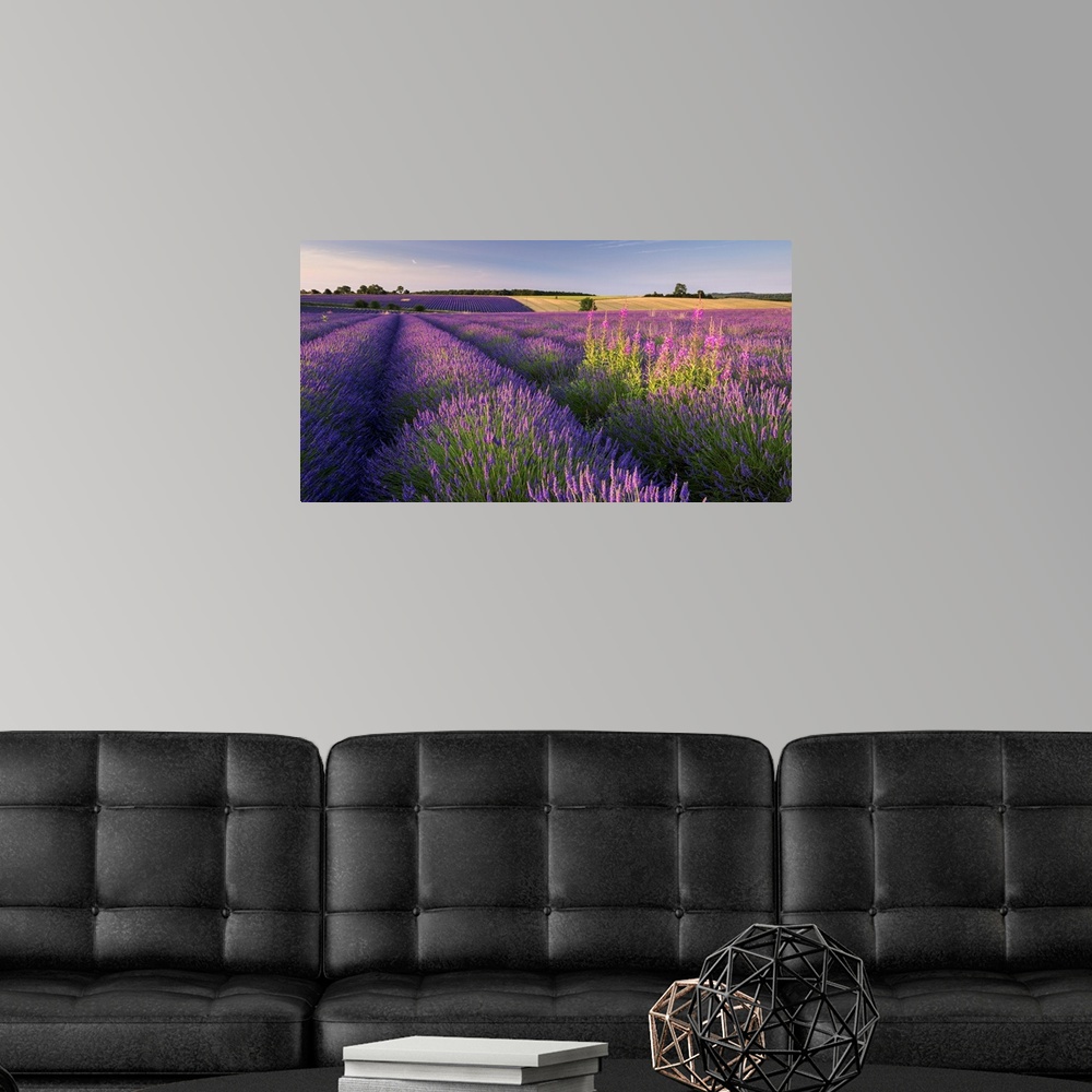 A modern room featuring Bright purple lavender fields in warm sunlight.