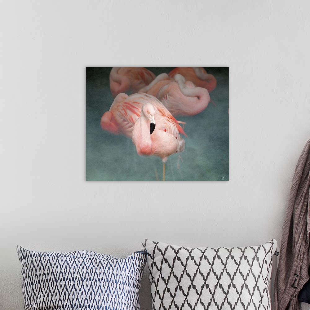 A bohemian room featuring A group of Greater Flamingoes, resting with their heads curled up against their bodies.