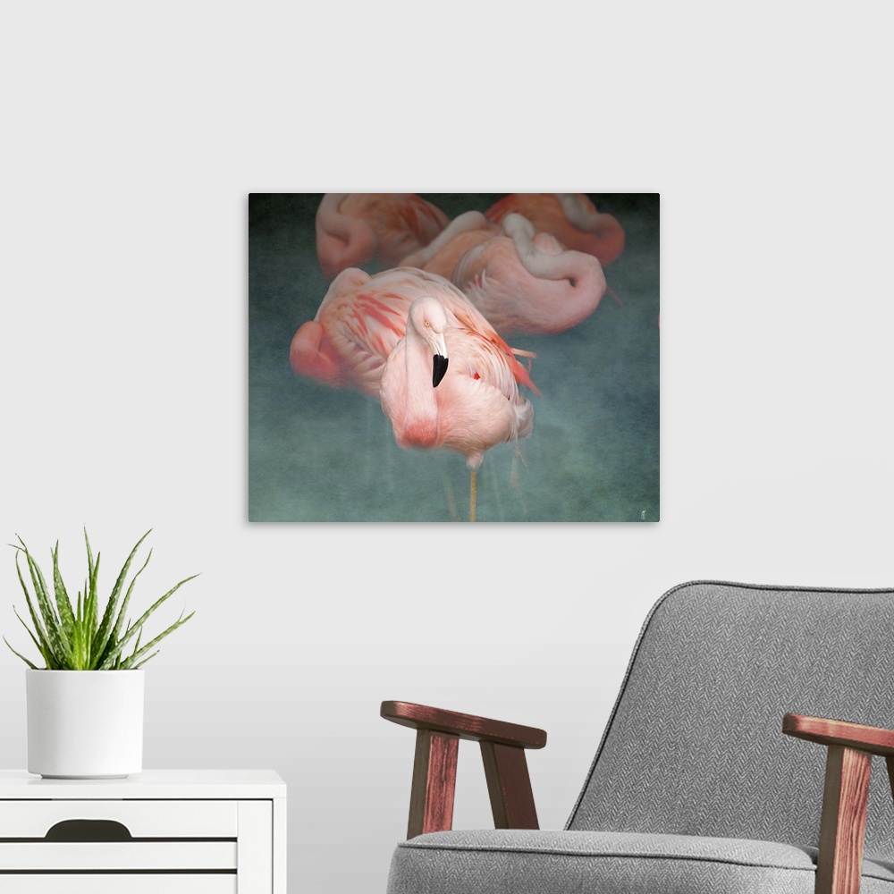 A modern room featuring A group of Greater Flamingoes, resting with their heads curled up against their bodies.