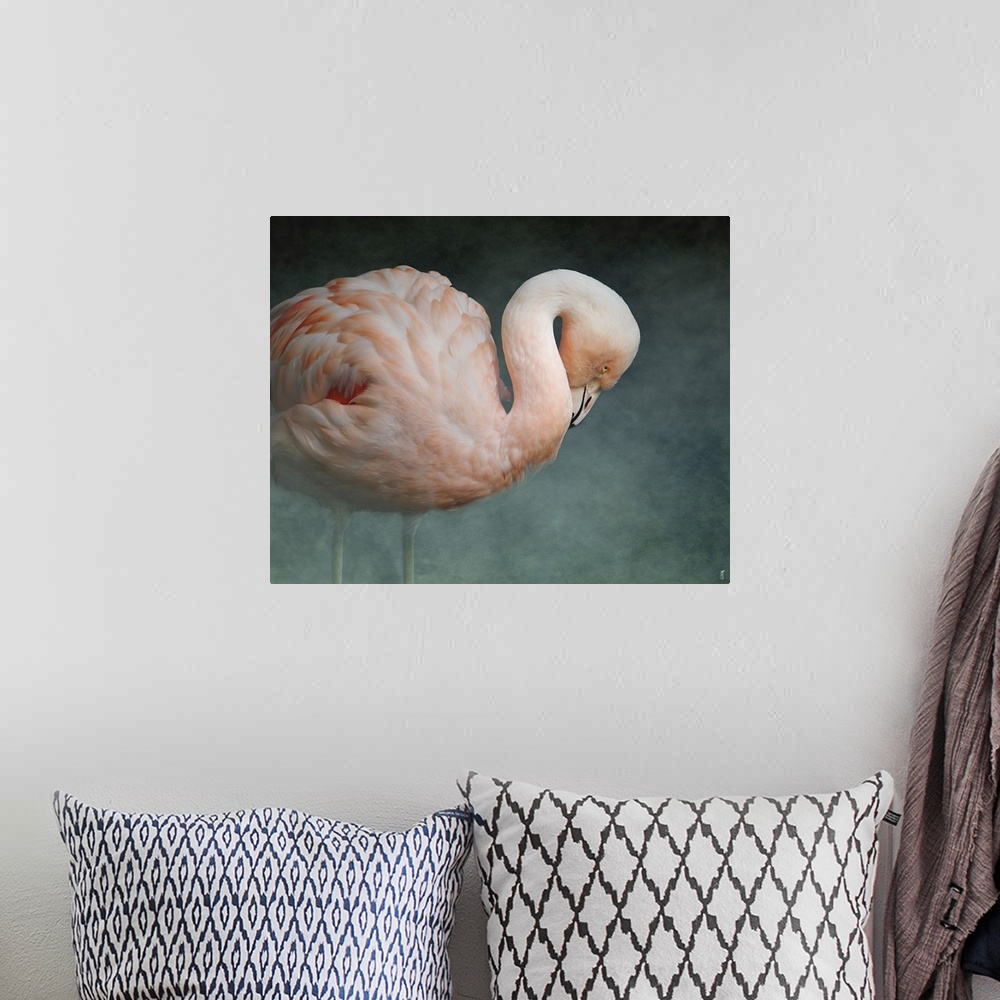 A bohemian room featuring A Greater Flamingo with its neck curved down.