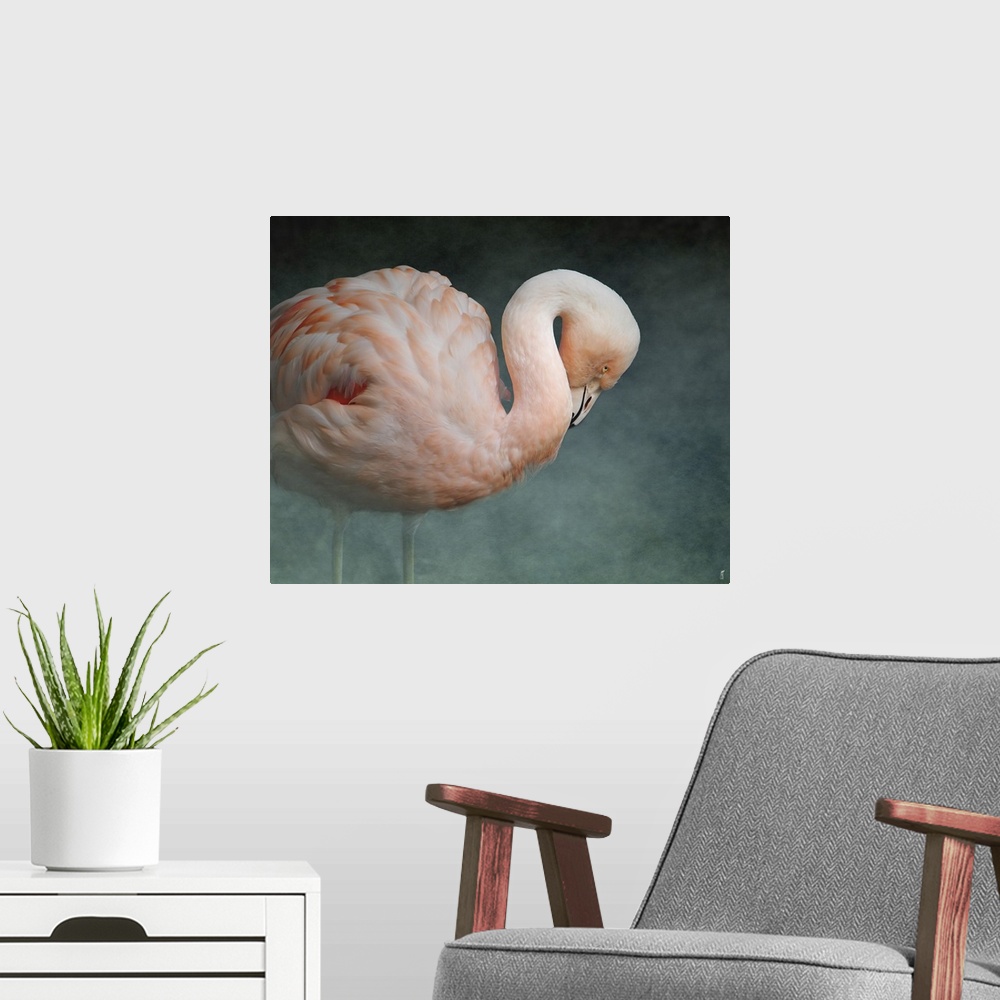 A modern room featuring A Greater Flamingo with its neck curved down.