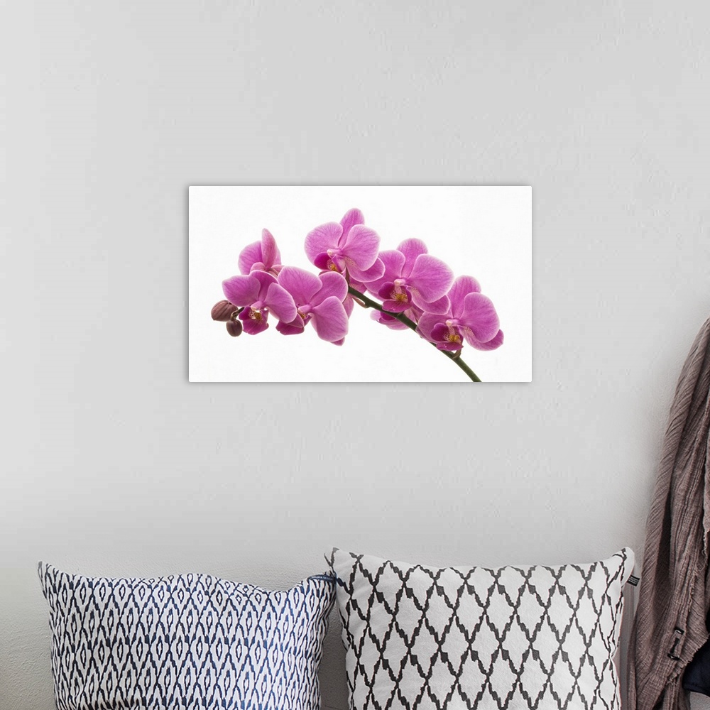 A bohemian room featuring Pink Orchid on White 01