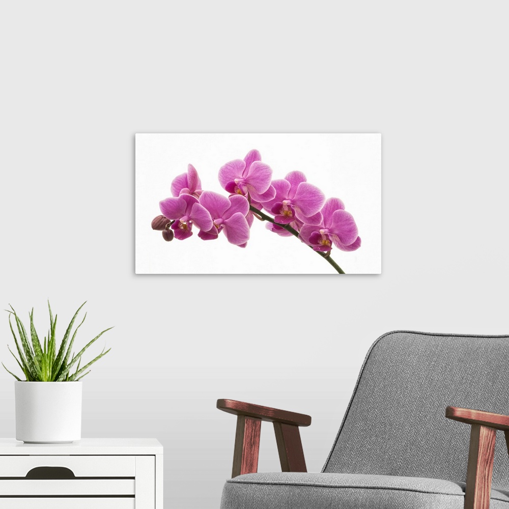 A modern room featuring Pink Orchid on White 01