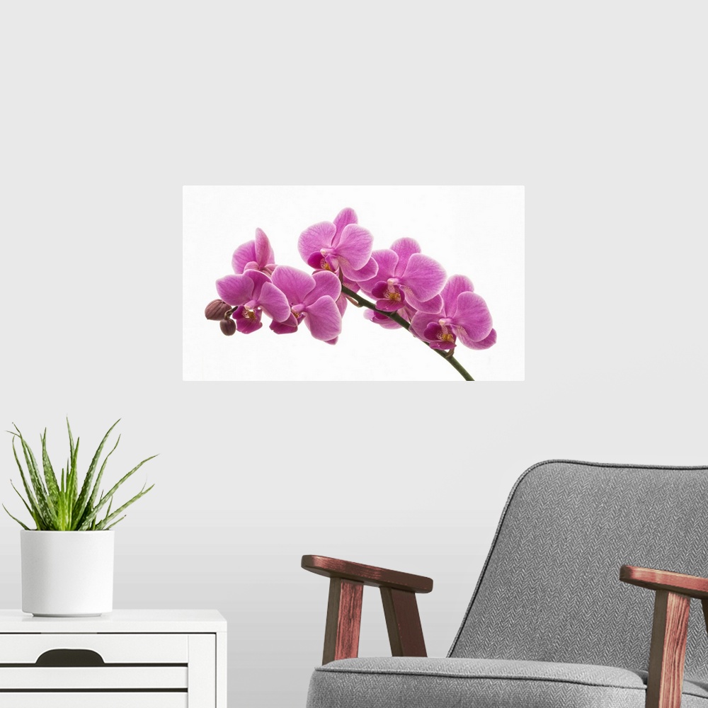 A modern room featuring Pink Orchid on White 01