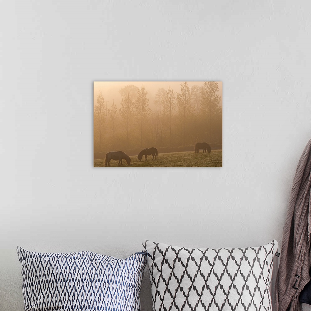 A bohemian room featuring Grazing ponies on a foggy morning.