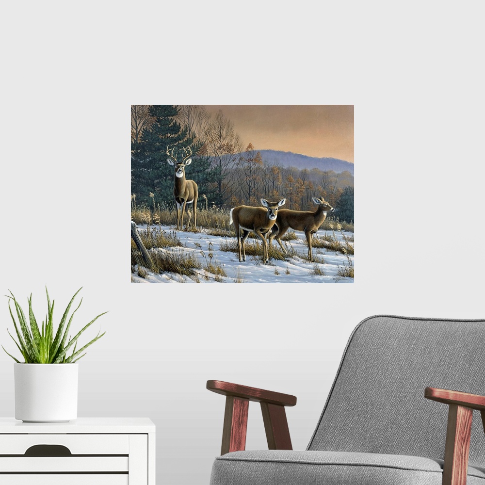 A modern room featuring White tail deer in a field at sunset.