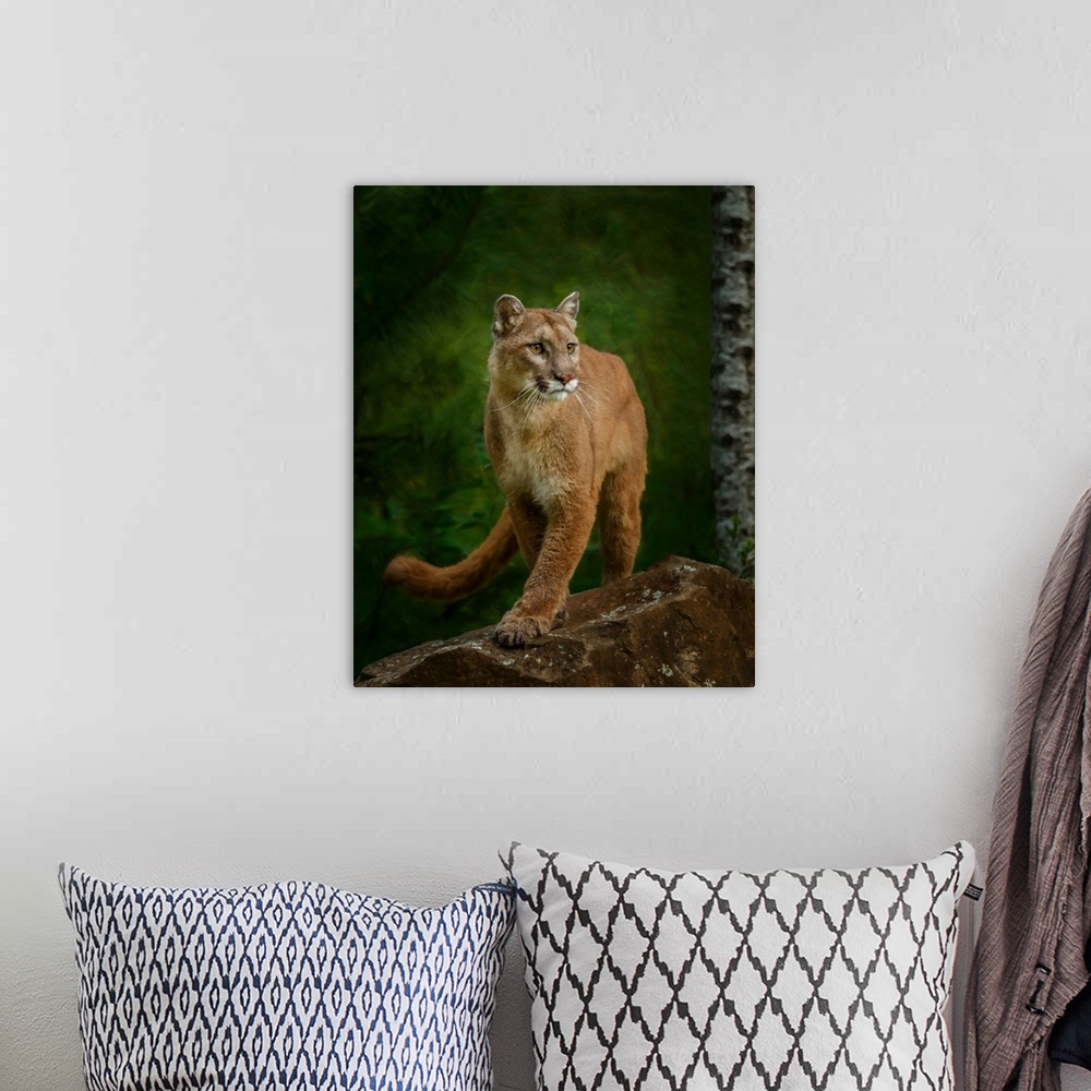 A bohemian room featuring Proud Mountain Lion 2