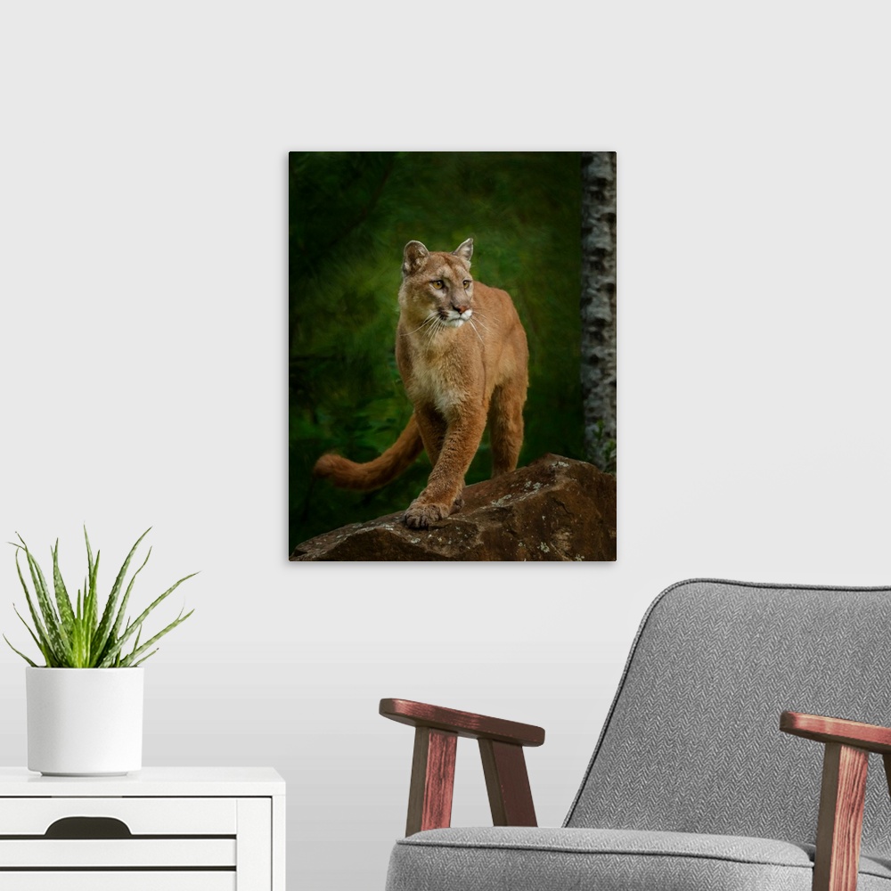 A modern room featuring Proud Mountain Lion 2