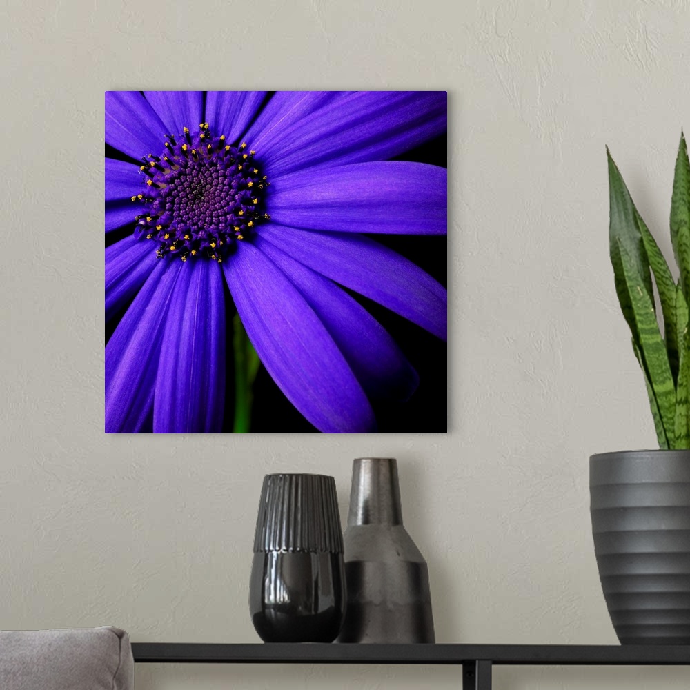 A modern room featuring Purple Flower on Black 02