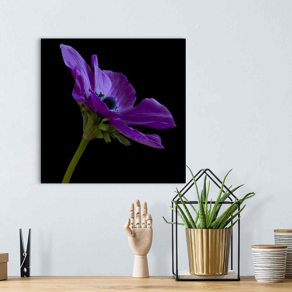 A bohemian room featuring Purple Flower on Black 03