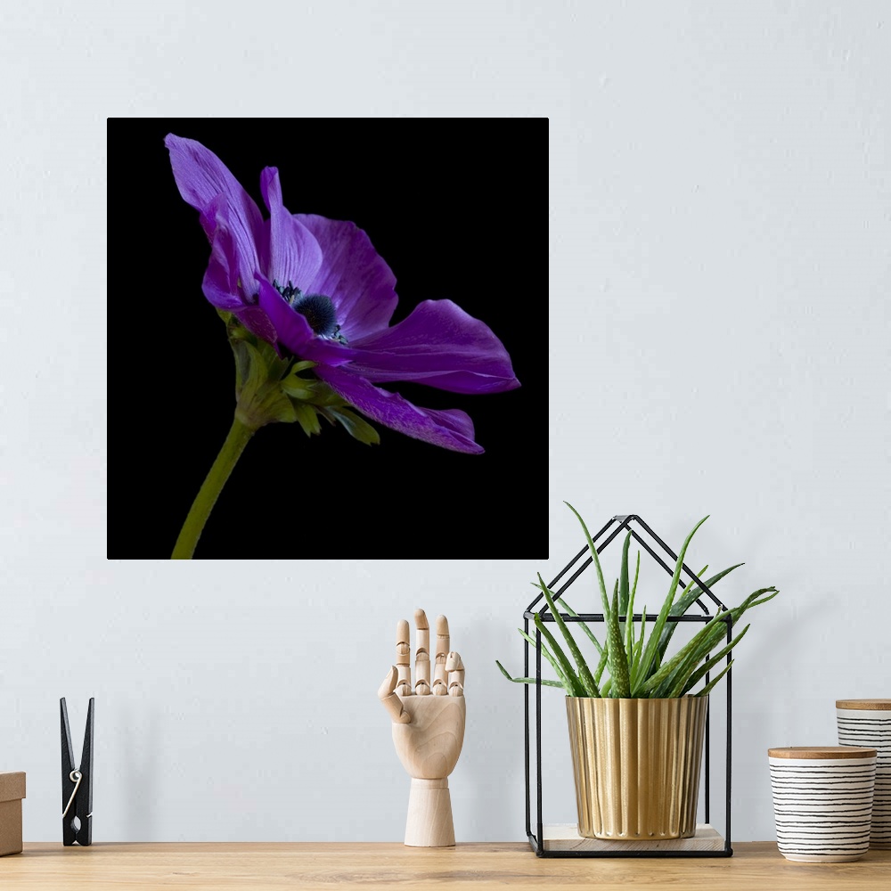 A bohemian room featuring Purple Flower on Black 03
