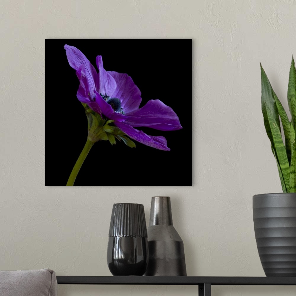 A modern room featuring Purple Flower on Black 03
