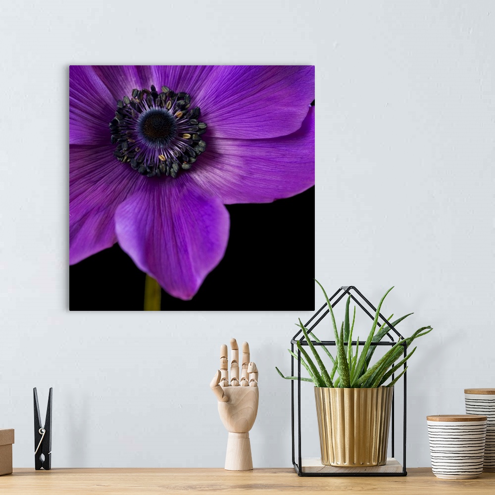 A bohemian room featuring Purple Flower on Black 04