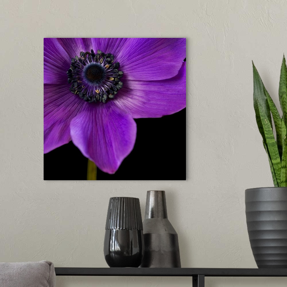 A modern room featuring Purple Flower on Black 04