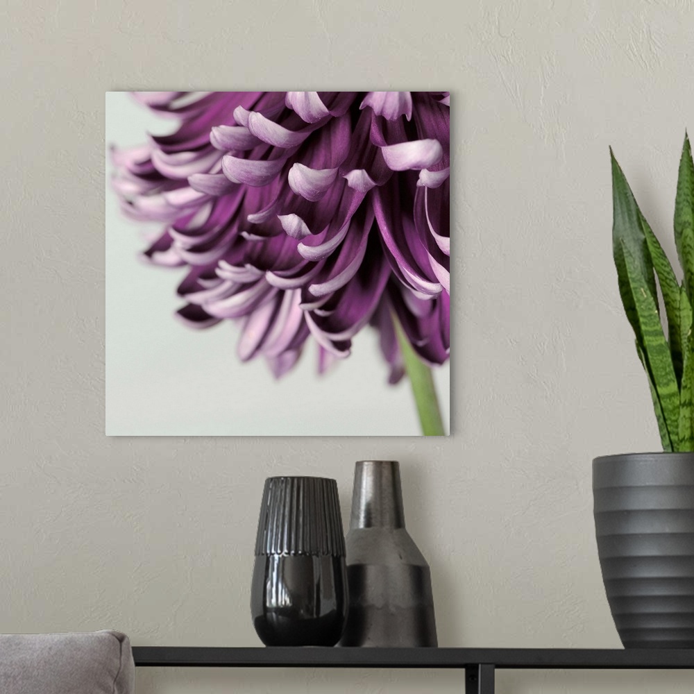 A modern room featuring Purple Flower on Grey