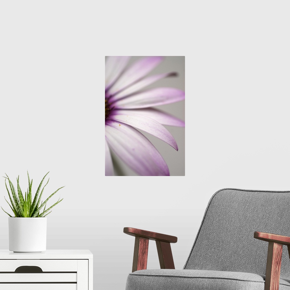 A modern room featuring Purple Osteospurmum Gray