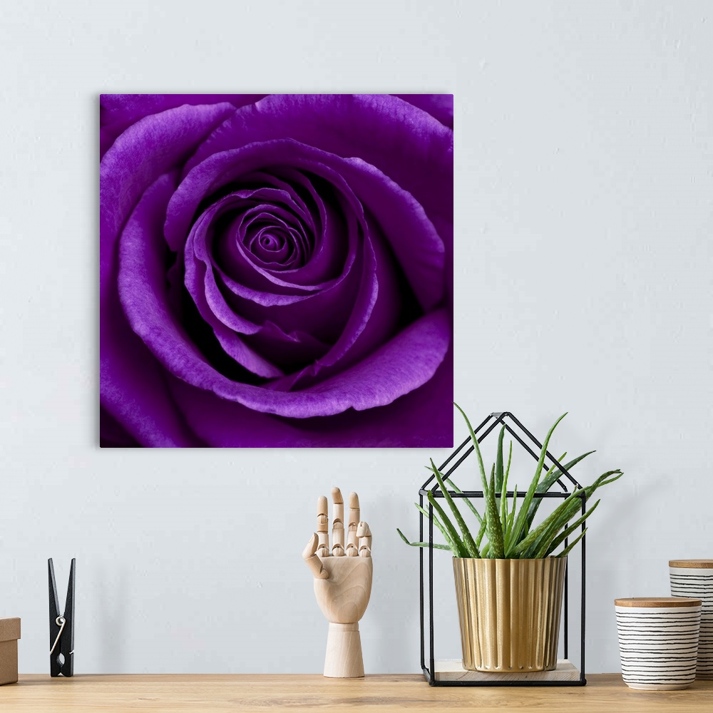 A bohemian room featuring Purple Rose 01