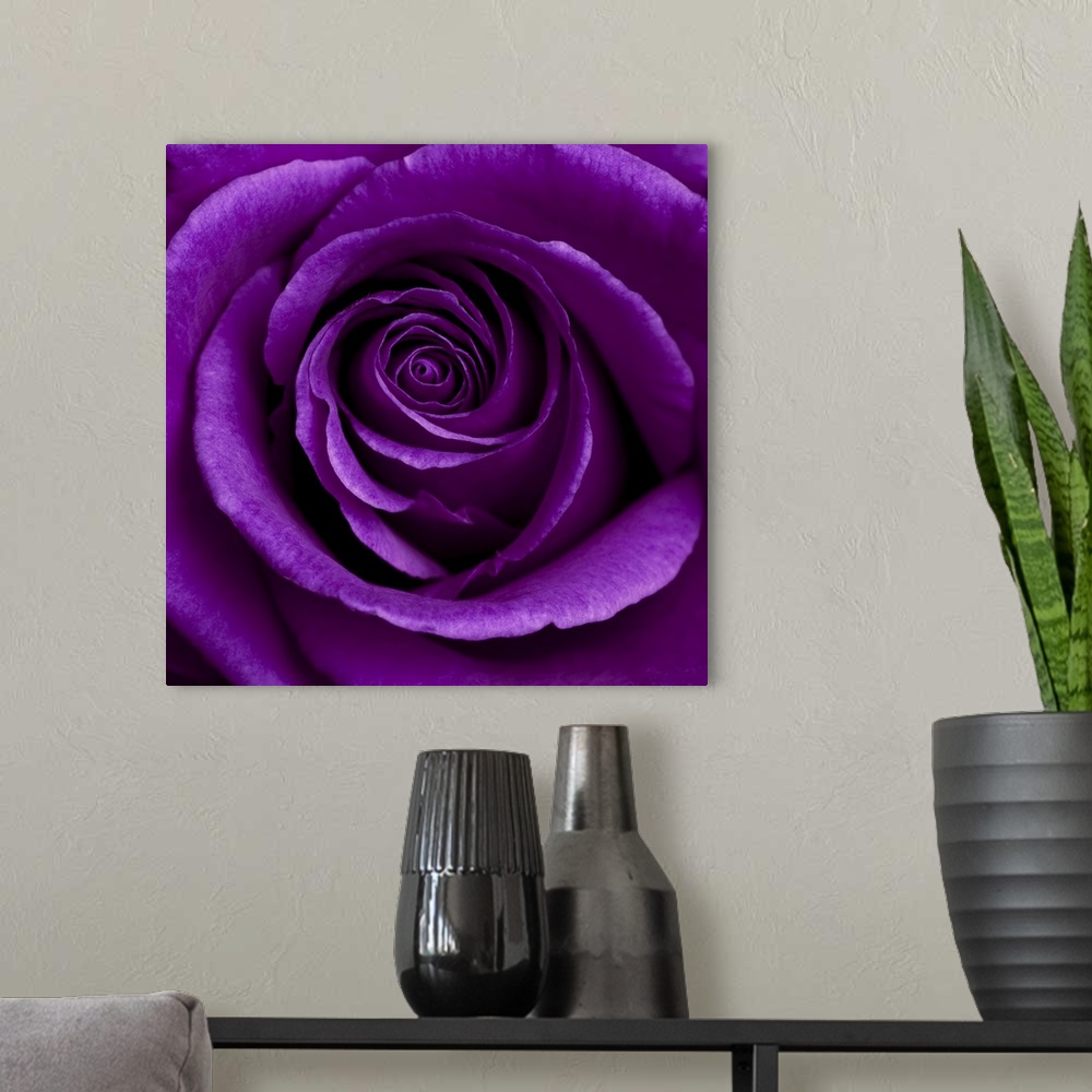 A modern room featuring Purple Rose 01
