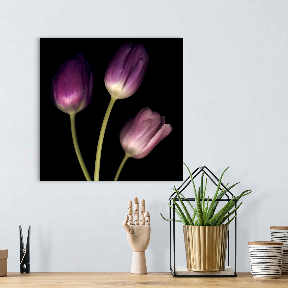 A bohemian room featuring Purple Tulips on Black 01