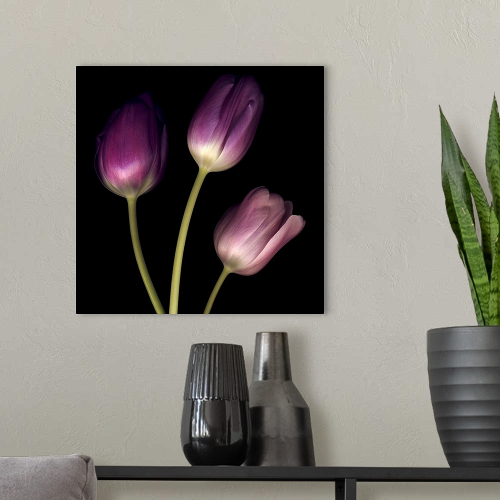 A modern room featuring Purple Tulips on Black 01